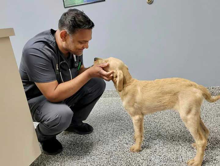 Dog Veterinarian in $city